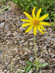 Arnica griscomii