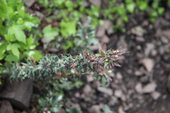 Berberis chilensis
