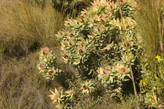 Leucadendron tinctum