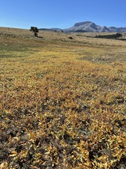 Salix petrophila