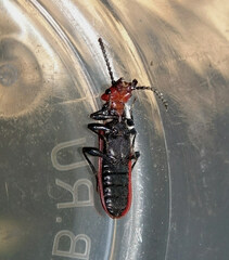 Cucujus cinnaberinus