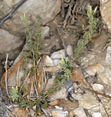 Brickellia microphylla