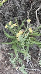 Pseudognaphalium stramineum