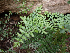 Pellaea pteroides