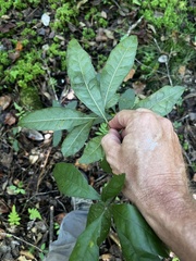 Morella caroliniensis