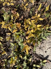 Salix petrophila