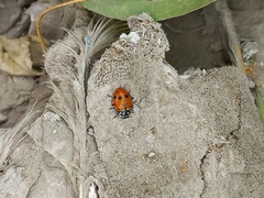 Hippodamia convergens