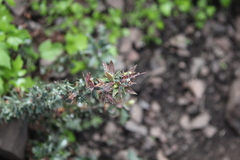 Berberis chilensis