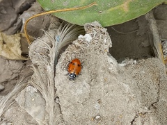 Hippodamia convergens