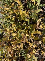 Salix petrophila