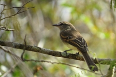 Cnemotriccus fuscatus