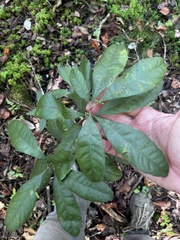 Morella caroliniensis