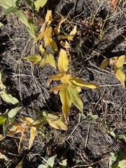 Salix petrophila