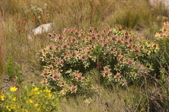 Leucadendron tinctum