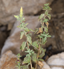Brickellia microphylla