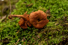 Cortinarius harrisonii