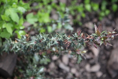 Berberis chilensis