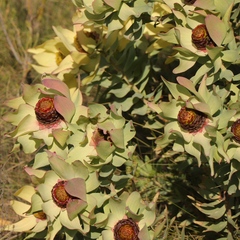 Leucadendron tinctum