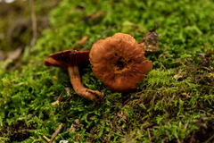 Cortinarius harrisonii