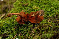 Cortinarius harrisonii