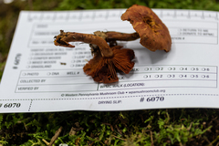 Cortinarius harrisonii