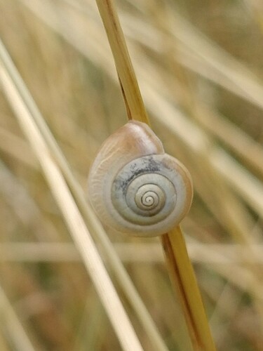 Carthusian Nun Snail, Botlek, Rotterdam, Nederland, photo 7 of 10