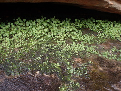 Crassula dentata