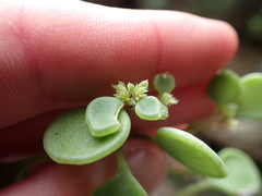 Crassula dentata