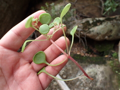 Crassula dentata