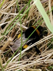 Bombus