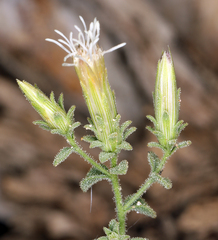 Brickellia microphylla