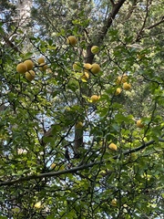 Citrus trifoliata