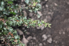 Berberis chilensis