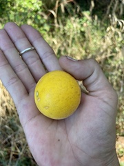 Citrus trifoliata