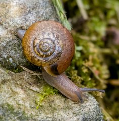 Neohelix albolabris