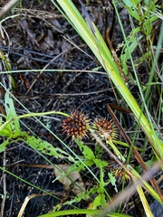 Sparganium americanum