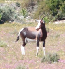 Damaliscus pygargus pygargus