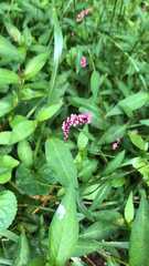 Persicaria longiseta