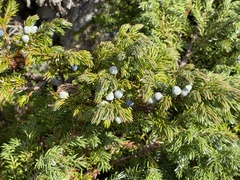 Juniperus horizontalis