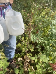 Scrophularia marilandica