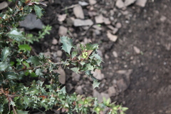 Berberis chilensis