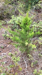 Cupressus goveniana