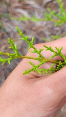 Cupressus goveniana