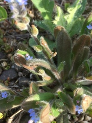 Myosotis ramosissima