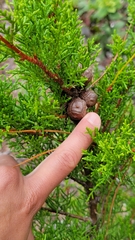 Cupressus goveniana