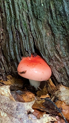 Russula cremoricolor