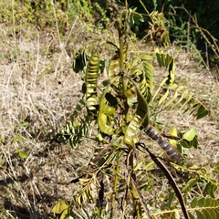Cassiinae