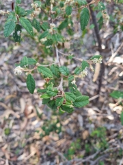 Pomaderris prunifolia