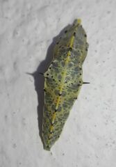 Pieris brassicae