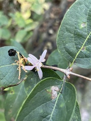 Lonicera